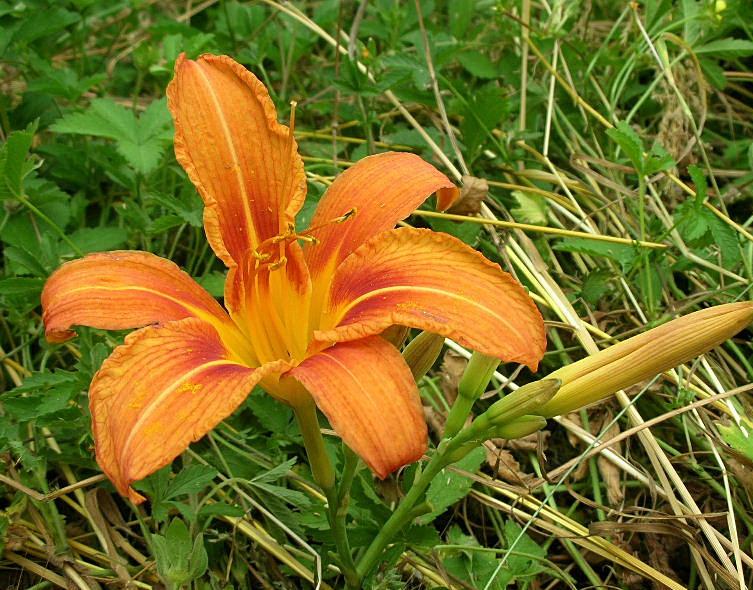 Hemerocallis fulva / Giglio di San Giuseppe